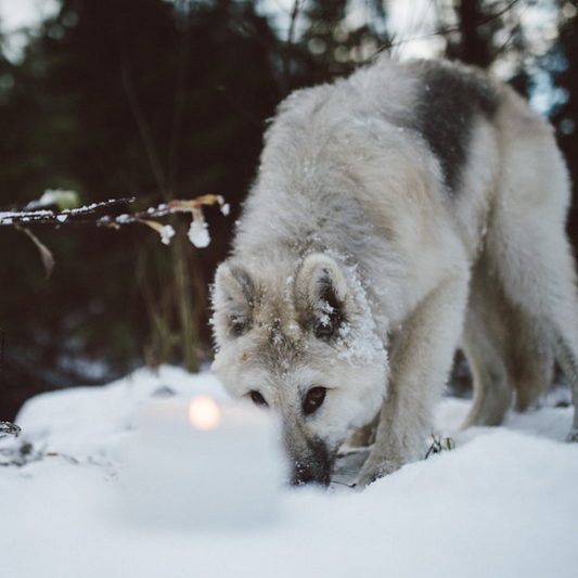 Coastal Wolf - Ceramic Candle