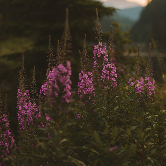 Fireweed - Imperfect but Still Irresistible