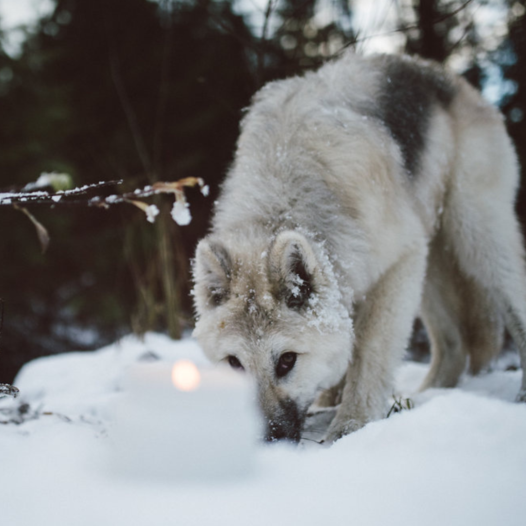 Coastal Wolf - Hollow Tree Candle Co