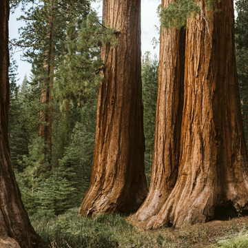 CATHEDRAL GROVE