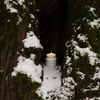 Cathedral Grove  Candle
