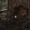 Hollow Tree Candle