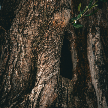 HOLLOW TREE