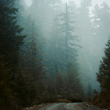 LONE PINE