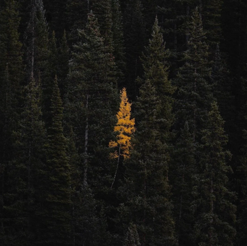 GOLDEN SPRUCE