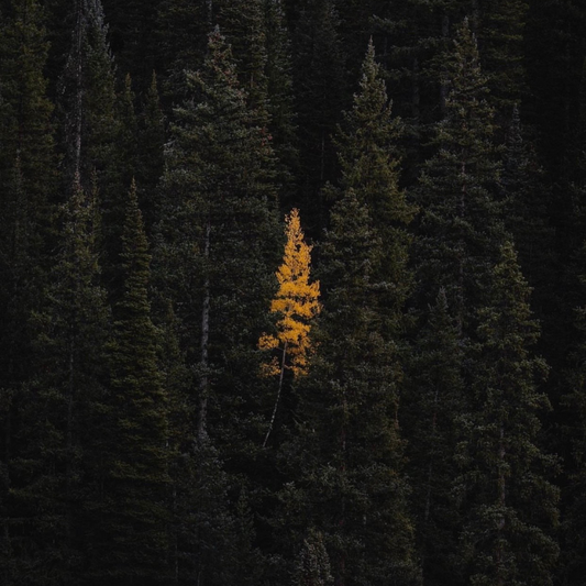 Golden Spruce - Ceramic Candle